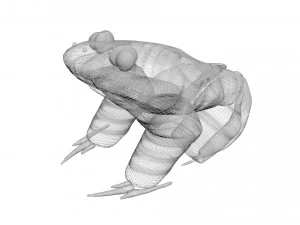 Katak Hijau Model 3D