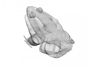 Katak Hijau Model 3D