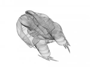 Katak Hijau Model 3D