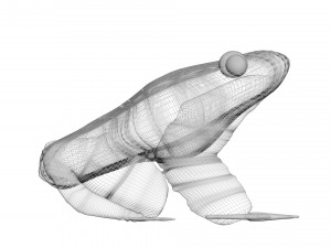 Green Frog 3D Model