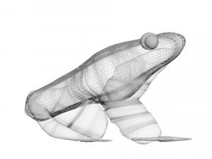 Katak Hijau Model 3D