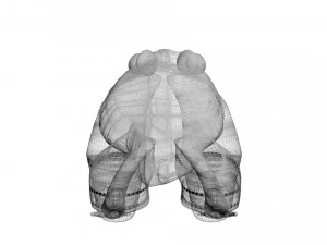 Katak Hijau Model 3D