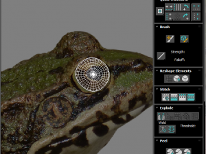 Green Frog 3D Model