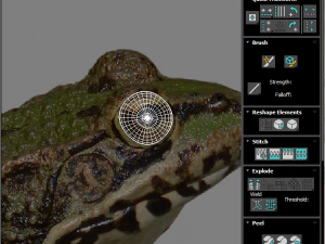 Katak Hijau Model 3D