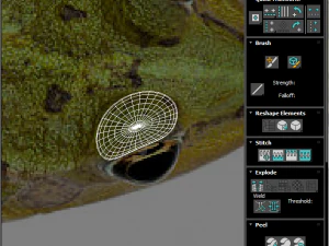 Katak Hijau Model 3D
