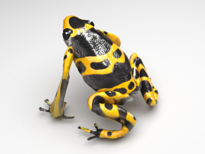 Yellow and Black Poison Dart Frog 3D 모델