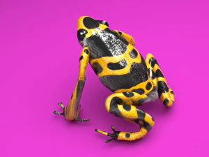 Yellow and Black Poison Dart Frog 3D Model