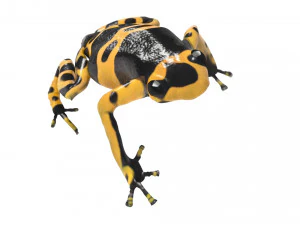 Yellow and Black Poison Dart Frog 3D Model