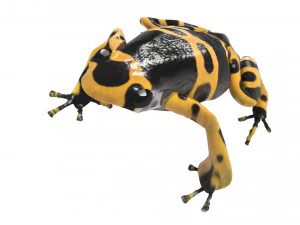 Yellow and Black Poison Dart Frog 3D Model