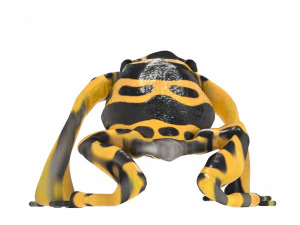 Yellow and Black Poison Dart Frog 3D Model