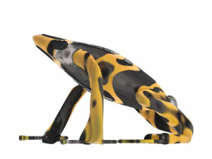 Yellow and Black Poison Dart Frog 3D Model
