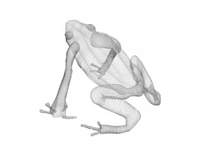 Yellow and Black Poison Dart Frog 3D Model