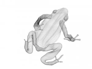 Yellow and Black Poison Dart Frog 3D Model