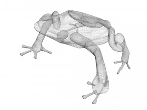 Yellow and Black Poison Dart Frog 3D Model