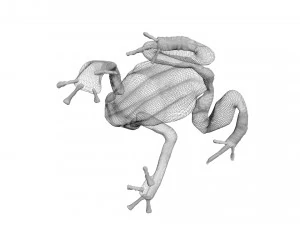 Yellow and Black Poison Dart Frog 3D Model