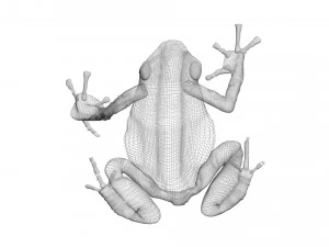 Yellow and Black Poison Dart Frog 3D Model