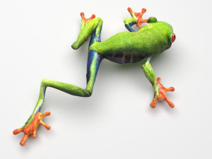 Green Tree Red Eyed Frog Modelo 3D