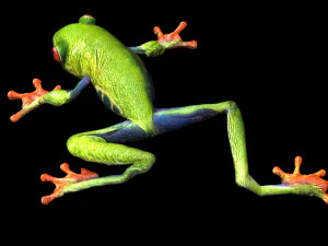 Green Tree Red Eyed Frog 3D Model