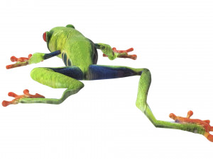 Green Tree Red Eyed Frog Modelo 3D