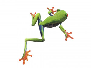 Green Tree Red Eyed Frog Modelo 3D