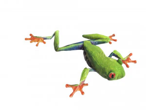 Green Tree Red Eyed Frog 3D Model