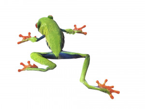 Green Tree Red Eyed Frog Modelo 3D