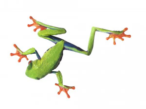Green Tree Red Eyed Frog 3D Model