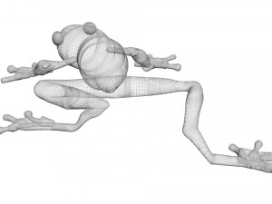 Green Tree Red Eyed Frog Modelo 3D