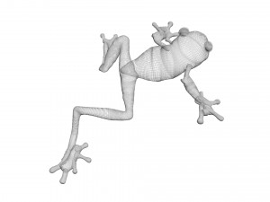 Green Tree Red Eyed Frog Modelo 3D