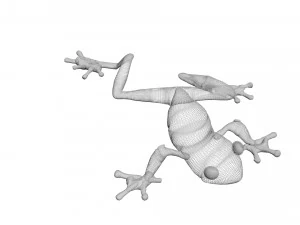 Green Tree Red Eyed Frog 3D Model