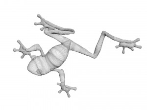 Green Tree Red Eyed Frog Modelo 3D