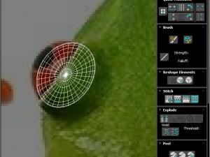 Green Tree Red Eyed Frog Modelo 3D