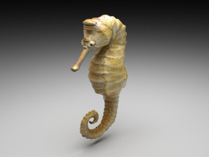 Sea Creatures Set Modelo 3D