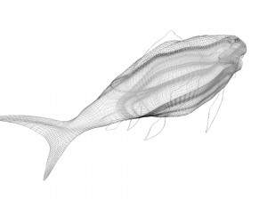 Sea Creatures Set Modelo 3D