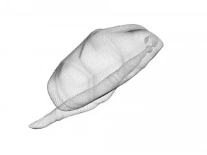 Sea Creatures Set 3D Model