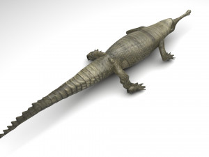 Sea Creatures Set Modelo 3D