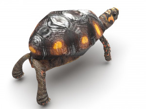 Sea Creatures Set Modelo 3D