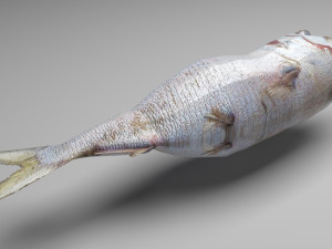 Sea Creatures Set Modelo 3D