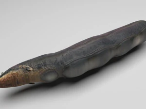 Sea Creatures Set 3D Model