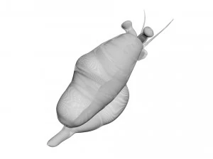 Sea Creatures Set 3D Model