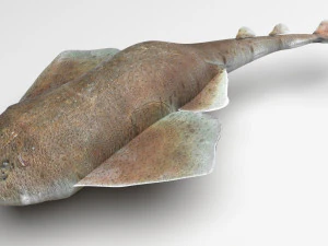 Sea Creatures Set 3D Model