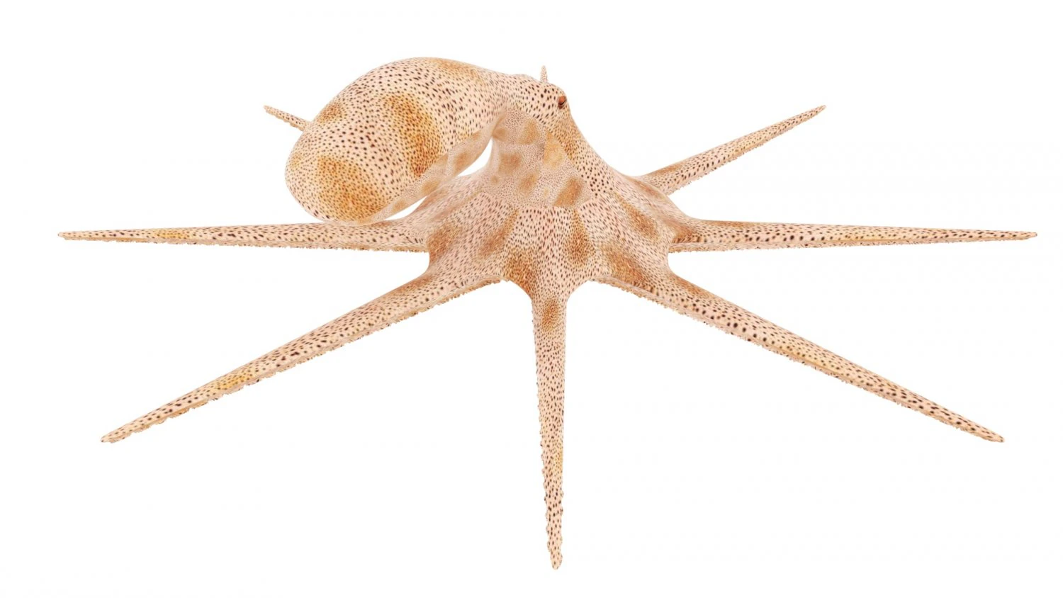 Octopus 3D Model .c4d .max .obj .3ds .fbx .stl .blend 
