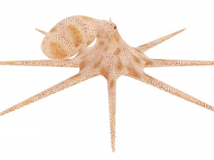 Octopus 3Dモデル