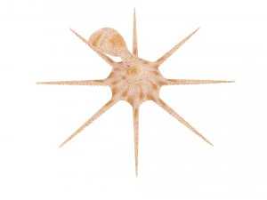 Octopus 3D Model