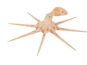 Octopus Modelo 3D