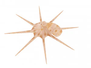 Octopus 3D Model