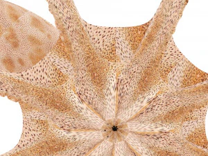 Octopus 3D Model
