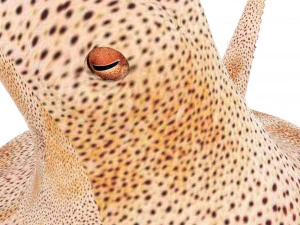 Octopus 3D Model