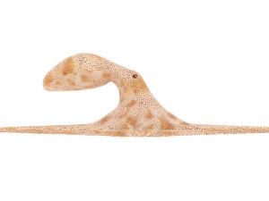 Octopus 3D Model