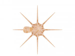 Octopus 3D Model